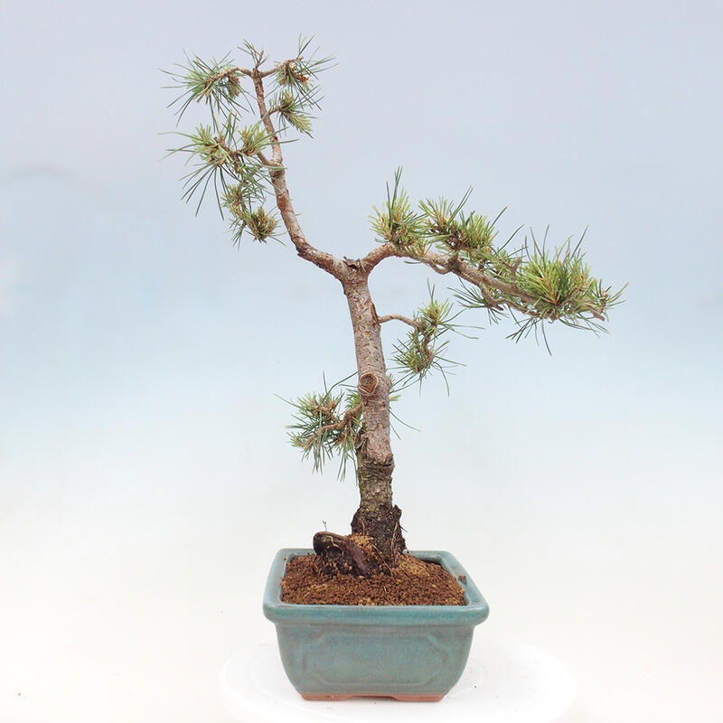 Venkovní bonsai - Pinus Sylvestris Watererri - Borovice lesní