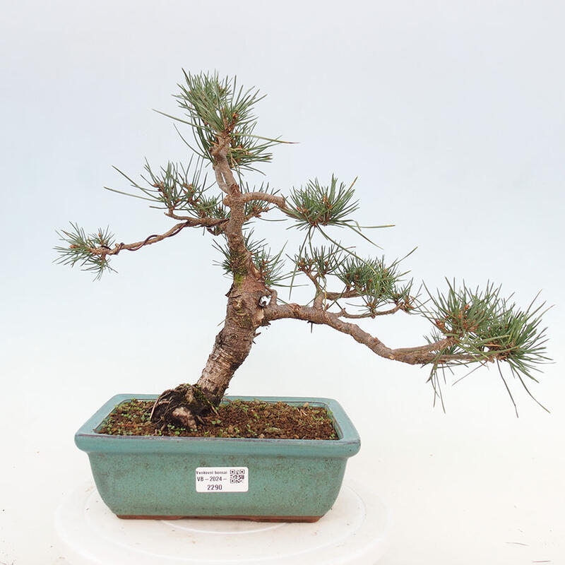 Venkovní bonsai - Pinus Sylvestris Watererri - Borovice lesní