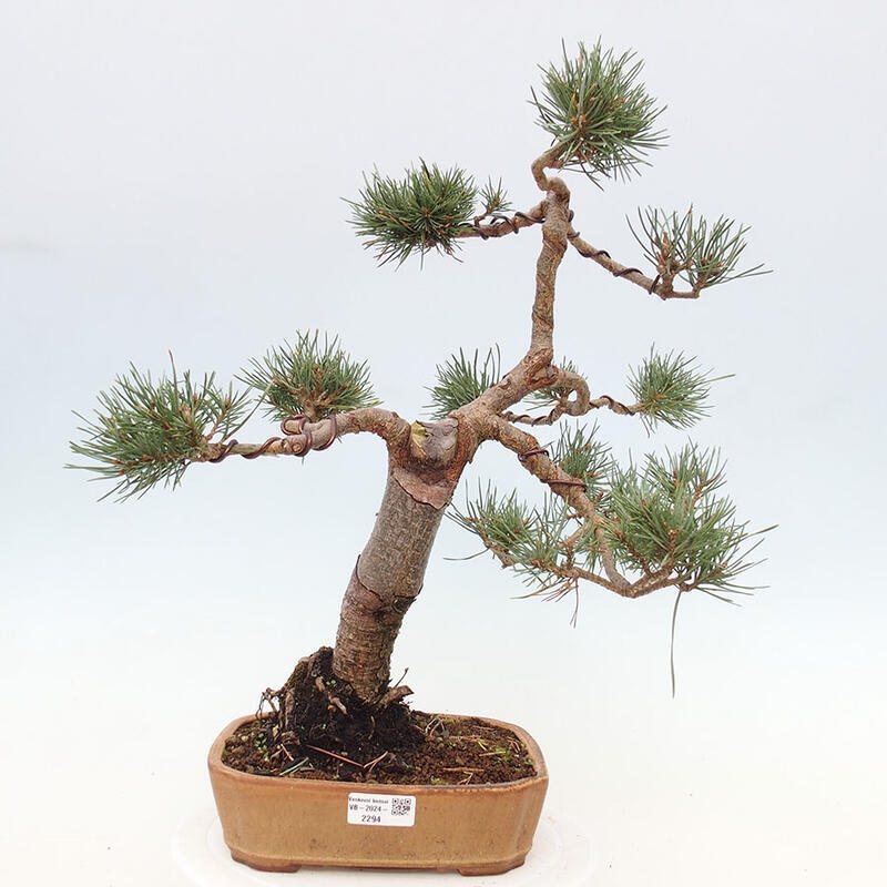 Venkovní bonsai - Pinus Sylvestris Watererri - Borovice lesní