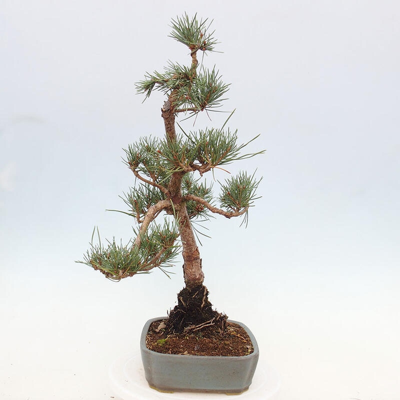 Venkovní bonsai - Pinus Sylvestris Watererri - Borovice lesní