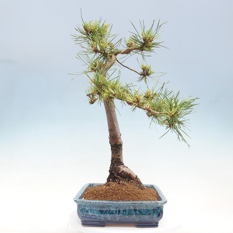 Venkovní bonsai - Pinus Sylvestris Watererri - Borovice lesní