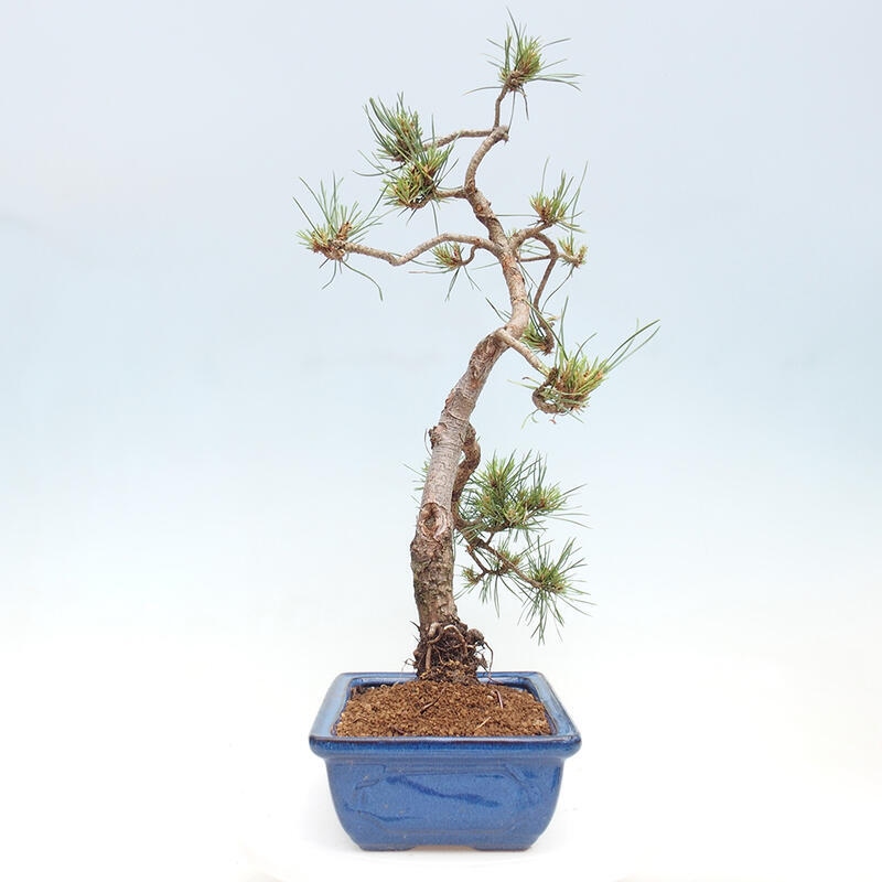 Venkovní bonsai - Pinus Sylvestris Watererri - Borovice lesní