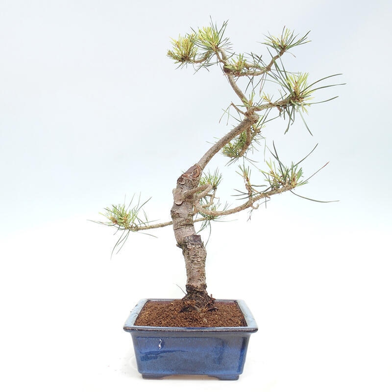 Venkovní bonsai - Pinus Sylvestris Watererri - Borovice lesní