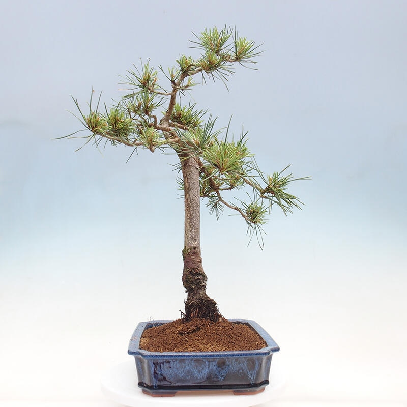 Venkovní bonsai - Pinus Sylvestris Watererri - Borovice lesní