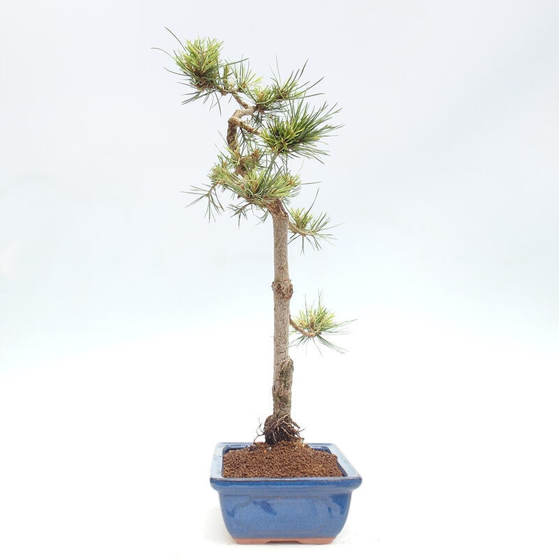 Venkovní bonsai - Pinus Sylvestris Watererri - Borovice lesní