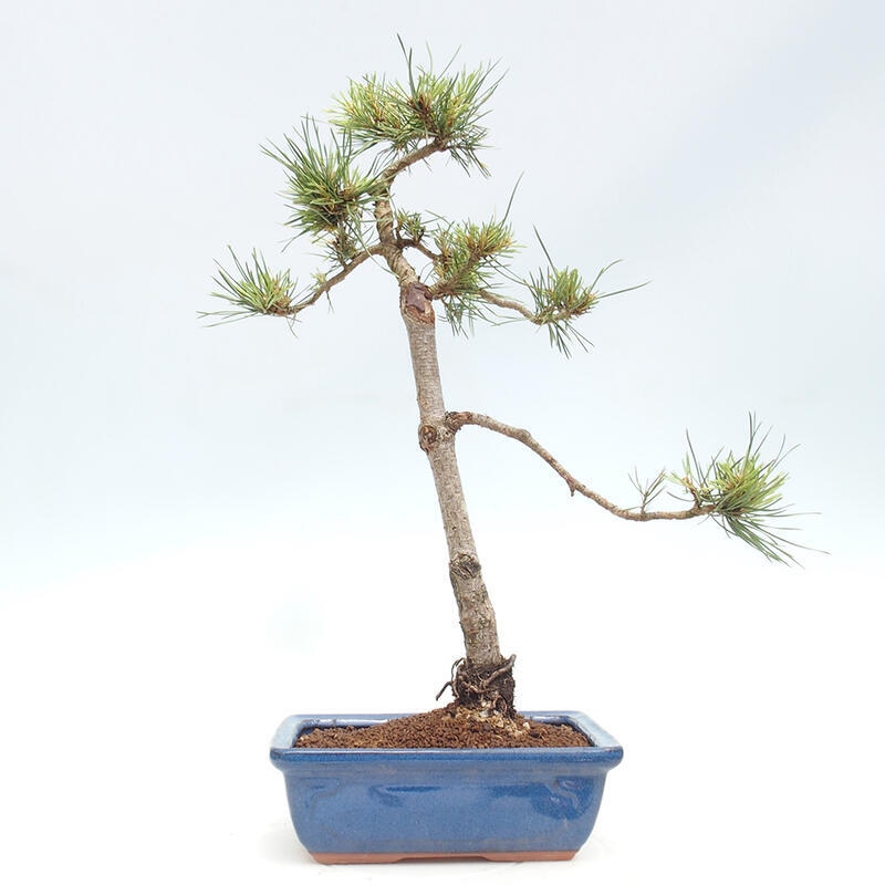 Venkovní bonsai - Pinus Sylvestris Watererri - Borovice lesní