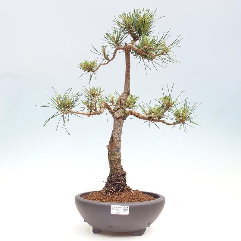 Venkovní bonsai - Pinus Sylvestris Watererri - Borovice lesní