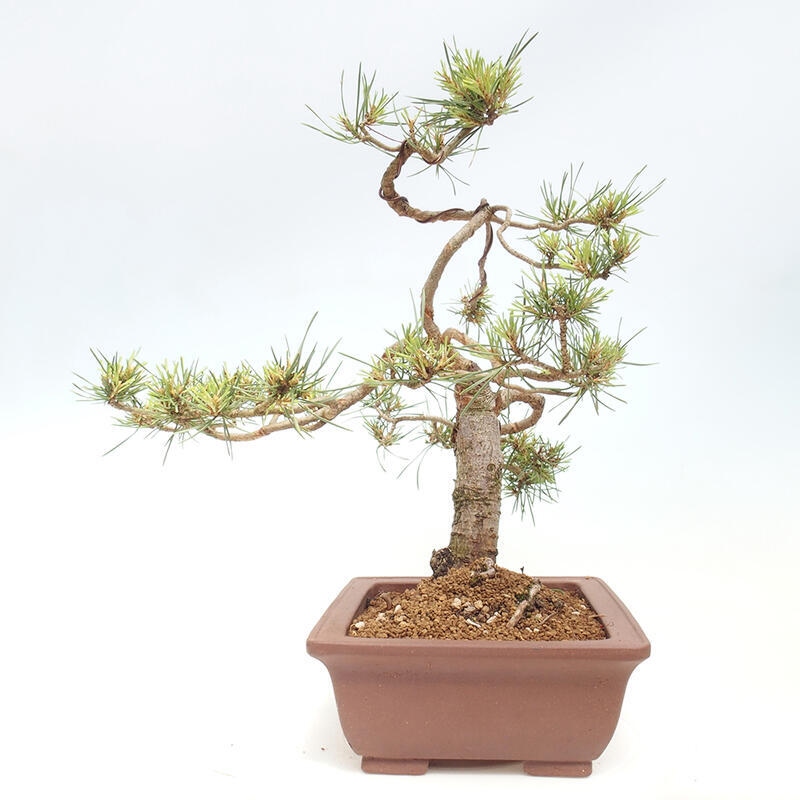 Venkovní bonsai - Pinus Sylvestris Watererri - Borovice lesní