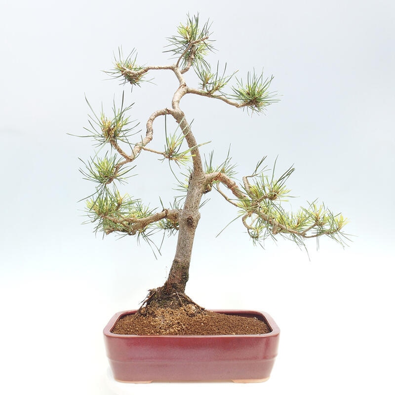 Venkovní bonsai - Pinus Sylvestris Watererri - Borovice lesní