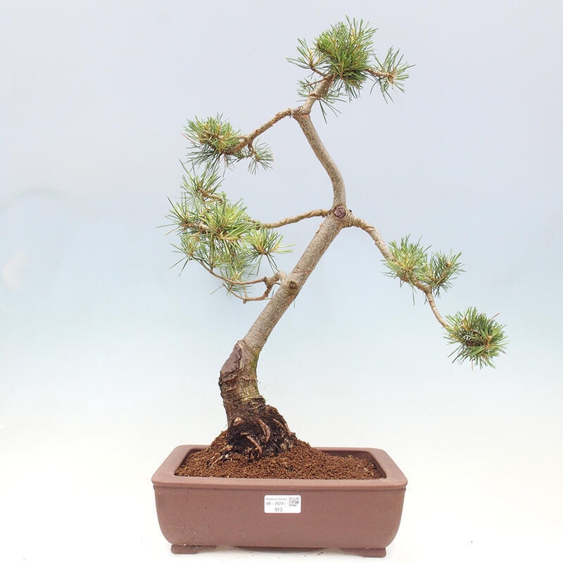 Venkovní bonsai - Pinus Sylvestris Watererri - Borovice lesní