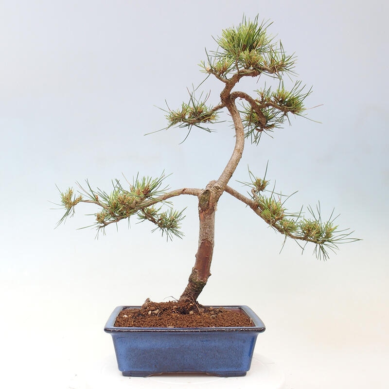 Venkovní bonsai - Pinus Sylvestris Watererri - Borovice lesní