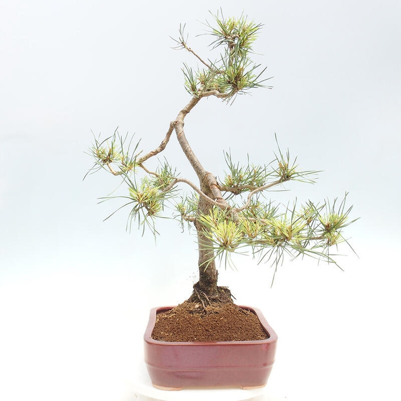 Venkovní bonsai - Pinus Sylvestris Watererri - Borovice lesní