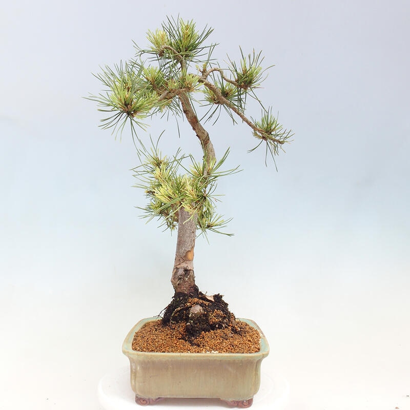 Venkovní bonsai - Pinus Sylvestris Watererri - Borovice lesní