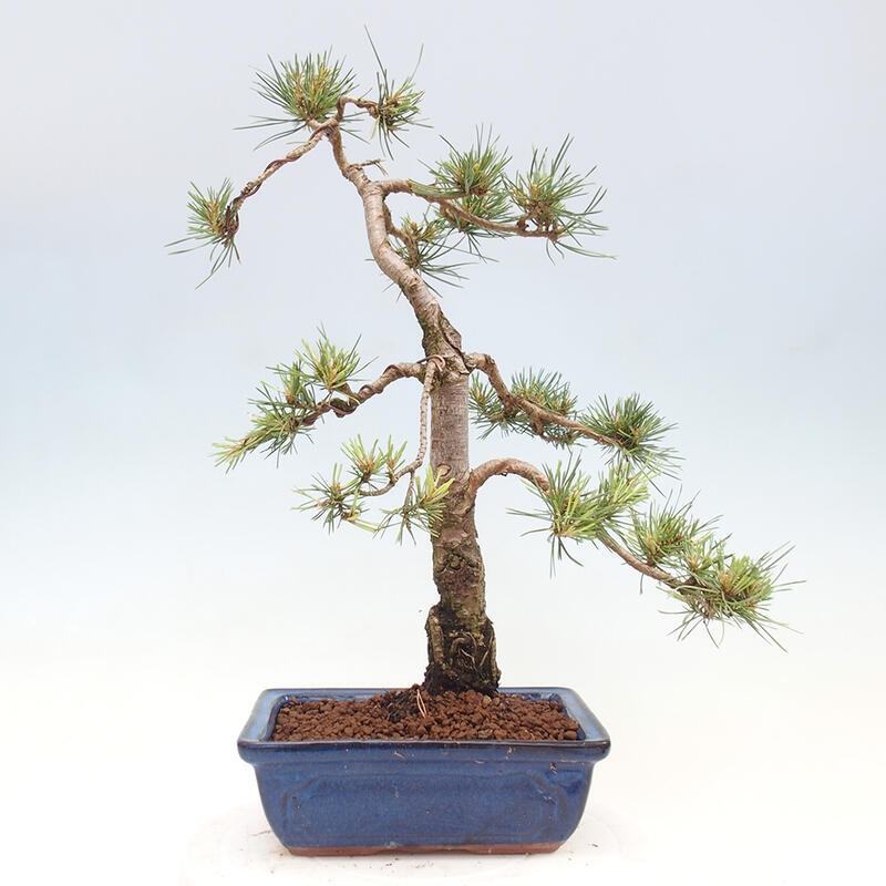 Venkovní bonsai - Pinus Sylvestris Watererri - Borovice lesní