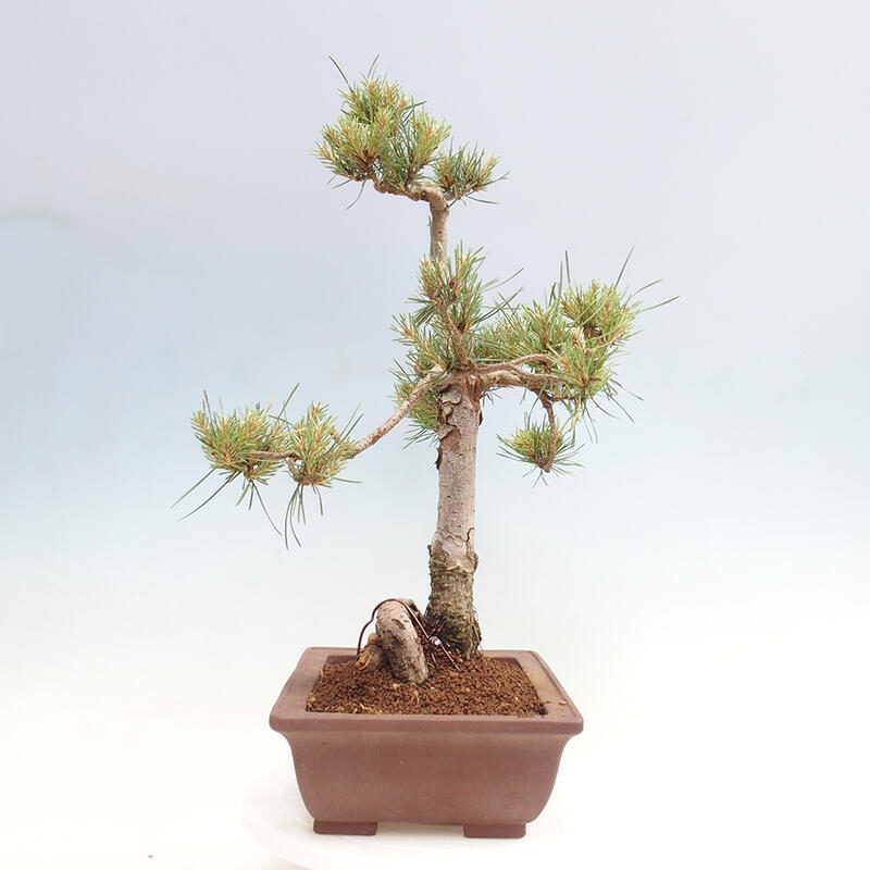 Venkovní bonsai - Pinus Sylvestris Watererri - Borovice lesní