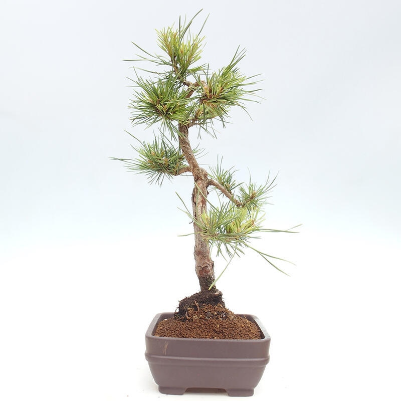 Venkovní bonsai - Pinus Sylvestris Watererri - Borovice lesní