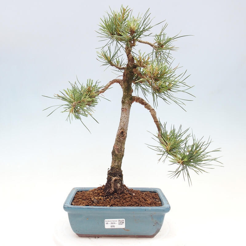 Venkovní bonsai - Pinus Sylvestris Watererri - Borovice lesní