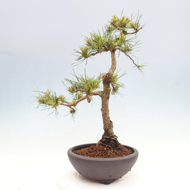 Venkovní bonsai - Pinus Sylvestris Watererri - Borovice lesní