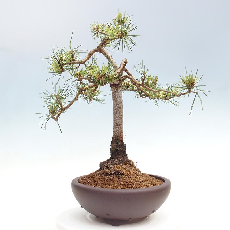 Venkovní bonsai - Pinus Sylvestris Watererri - Borovice lesní