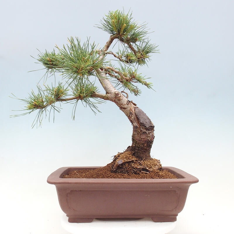 Venkovní bonsai - Pinus Sylvestris Watererri - Borovice lesní