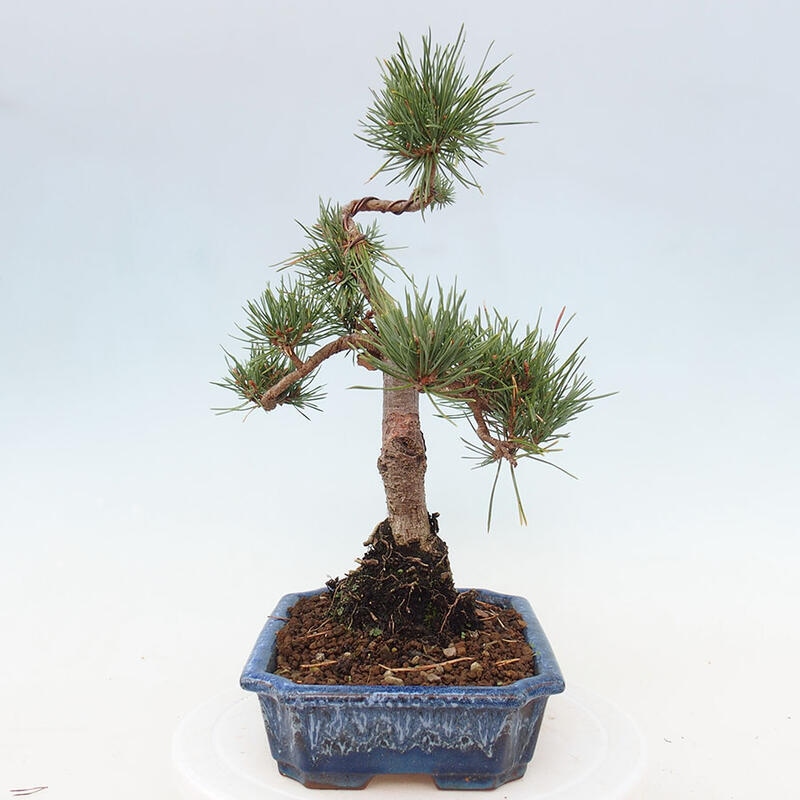 Venkovní bonsai - Pinus Sylvestris Watererri - Borovice lesní