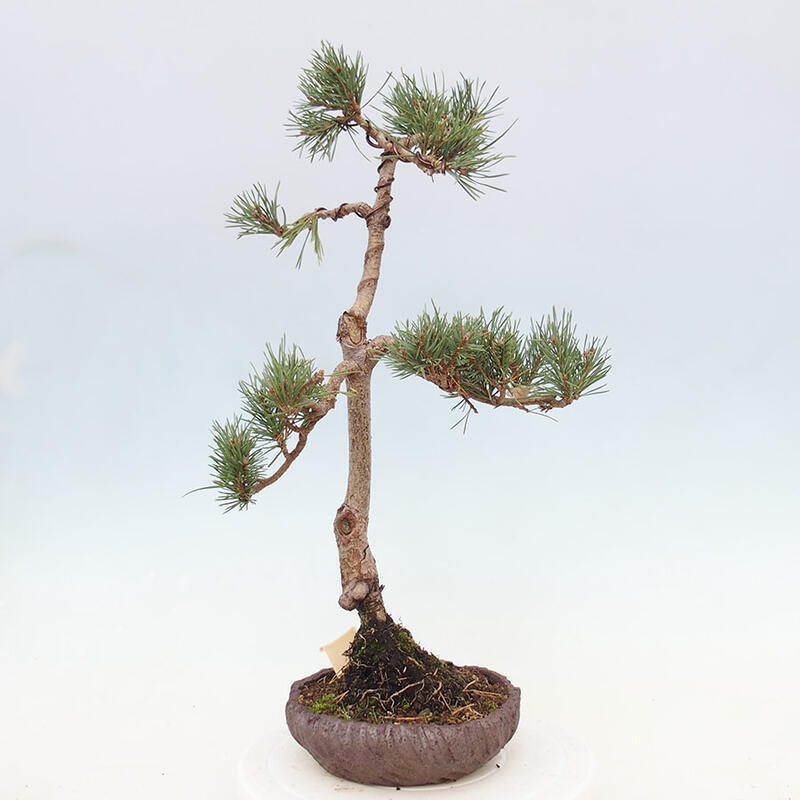 Venkovní bonsai - Pinus Sylvestris Watererri - Borovice lesní