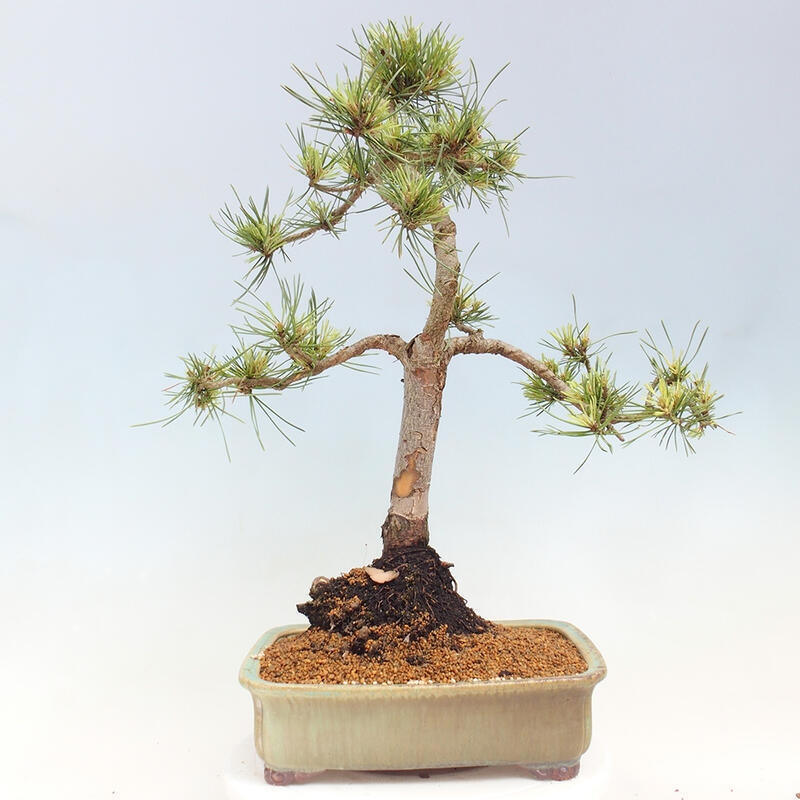 Venkovní bonsai - Pinus Sylvestris Watererri - Borovice lesní