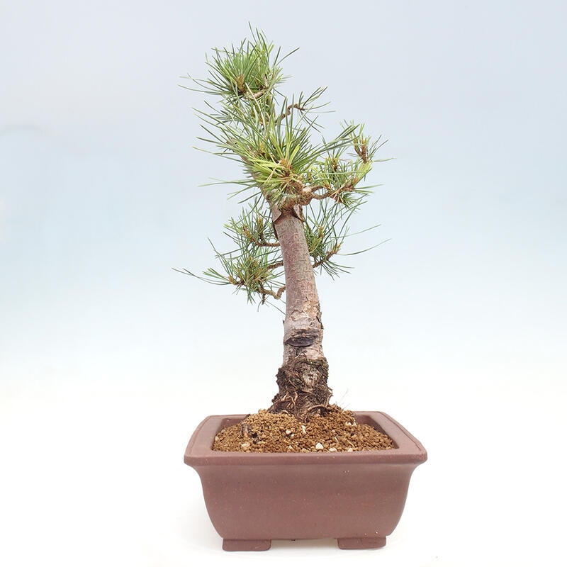 Venkovní bonsai - Pinus Sylvestris Watererri - Borovice lesní