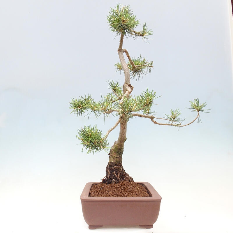 Venkovní bonsai - Pinus Sylvestris Watererri - Borovice lesní