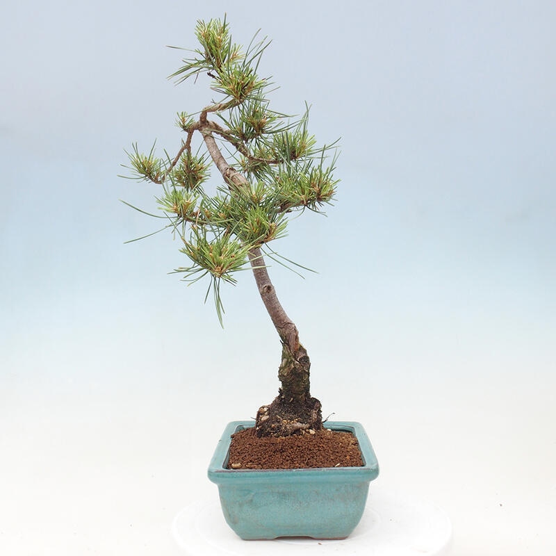 Venkovní bonsai - Pinus Sylvestris Watererri - Borovice lesní