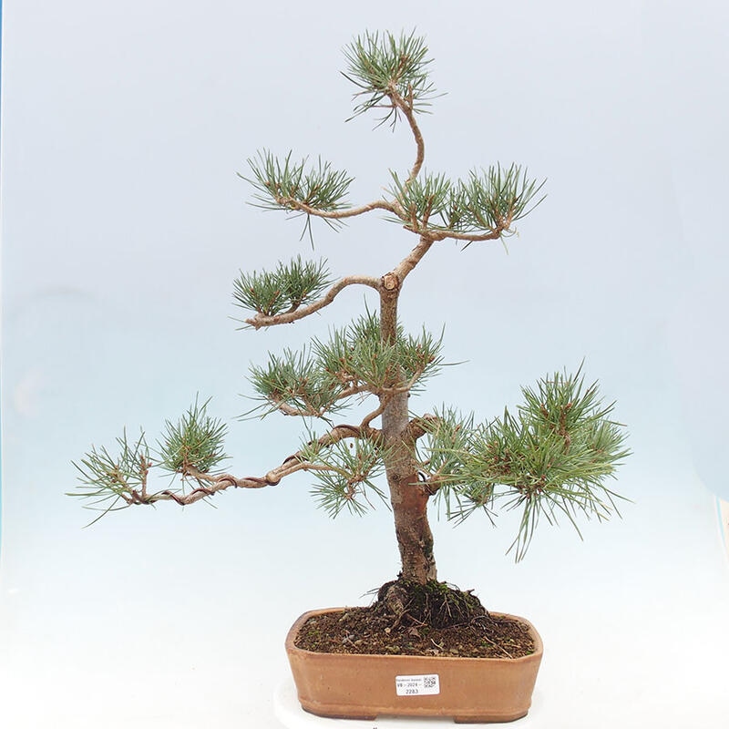 Venkovní bonsai - Pinus Sylvestris Watererri - Borovice lesní