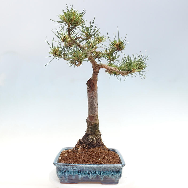 Venkovní bonsai - Pinus Sylvestris Watererri - Borovice lesní