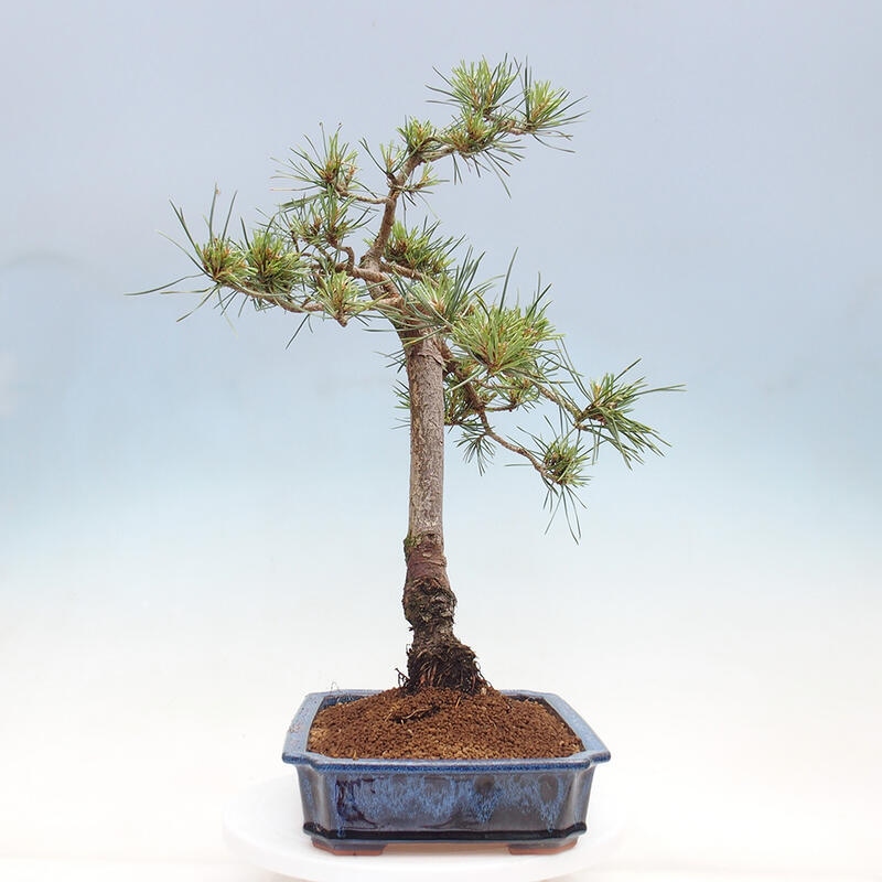 Venkovní bonsai - Pinus Sylvestris Watererri - Borovice lesní