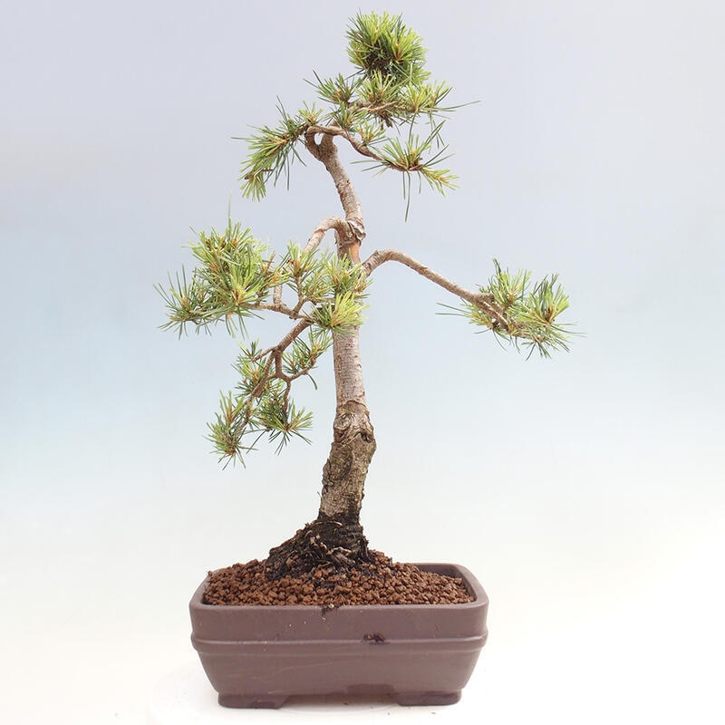 Venkovní bonsai - Pinus Sylvestris Watererri - Borovice lesní