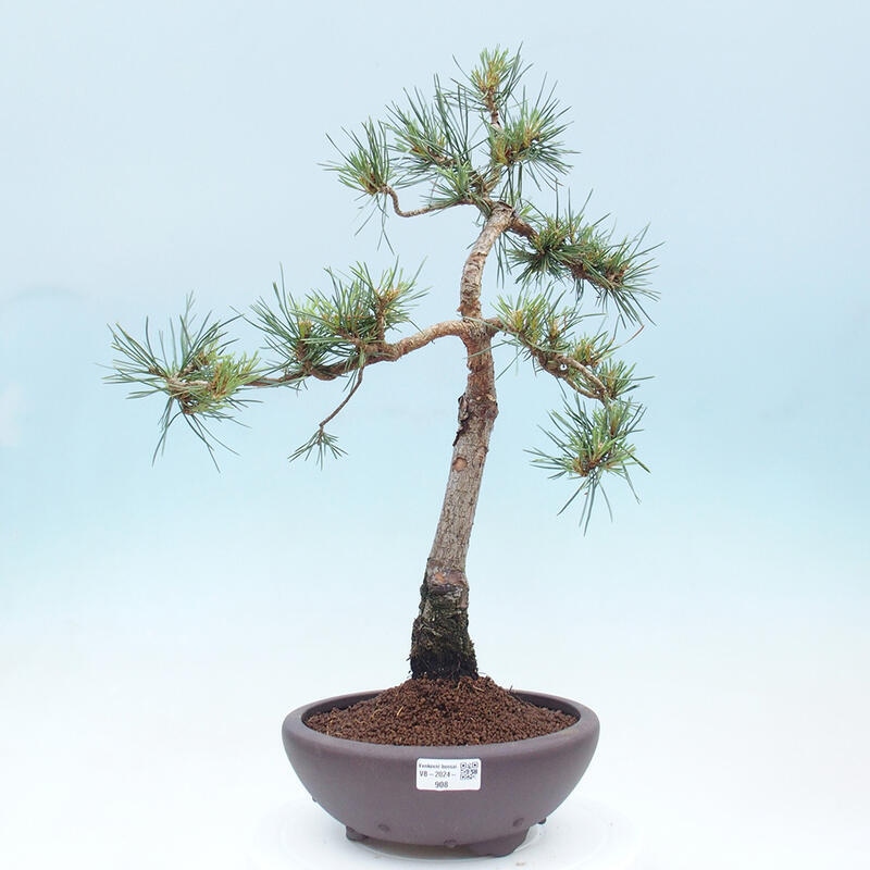 Venkovní bonsai - Pinus Sylvestris Watererri - Borovice lesní