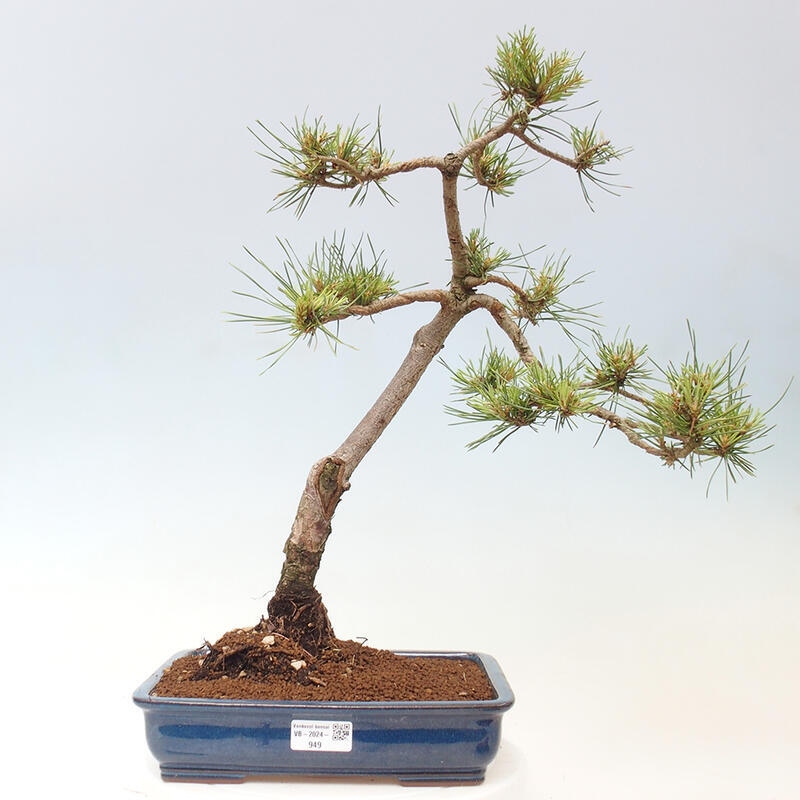 Venkovní bonsai - Pinus Sylvestris Watererri - Borovice lesní