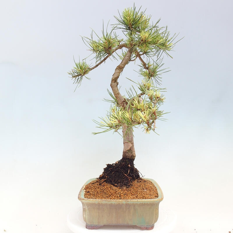 Venkovní bonsai - Pinus Sylvestris Watererri - Borovice lesní