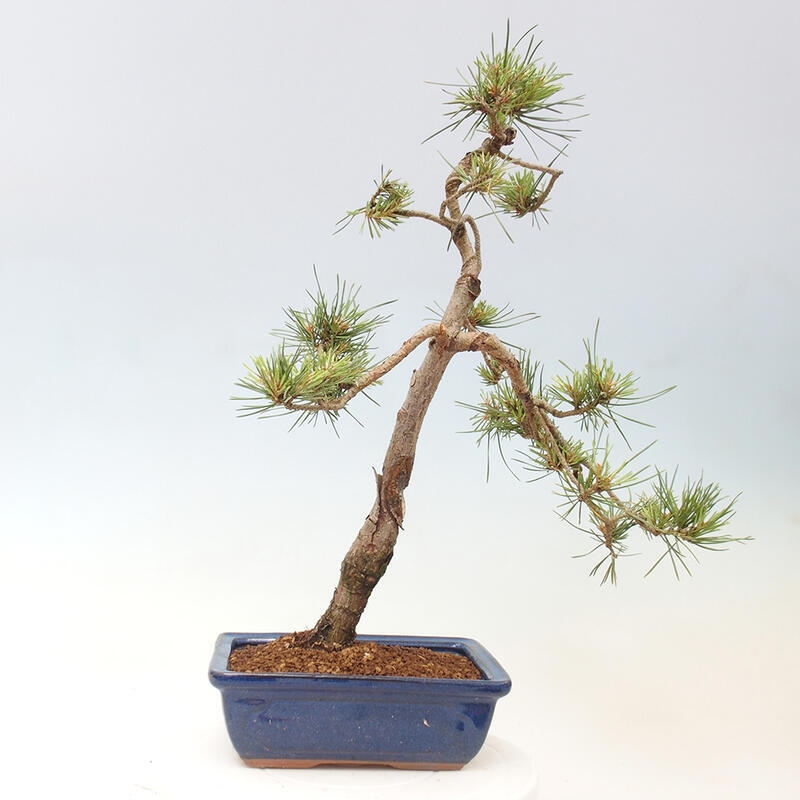 Venkovní bonsai - Pinus Sylvestris Watererri - Borovice lesní