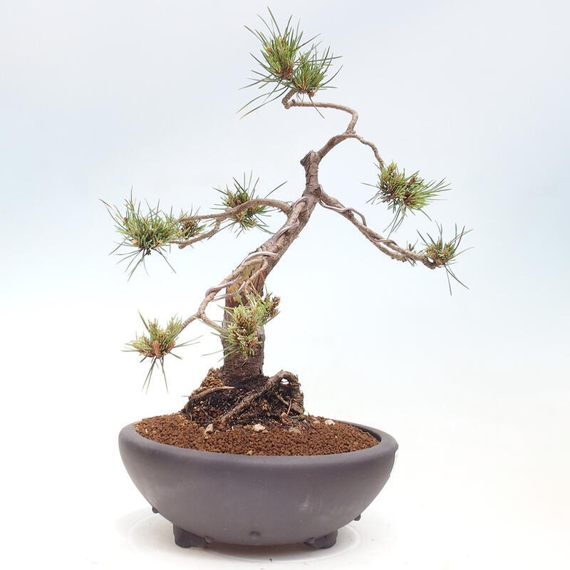 Venkovní bonsai - Pinus Sylvestris Watererri - Borovice lesní