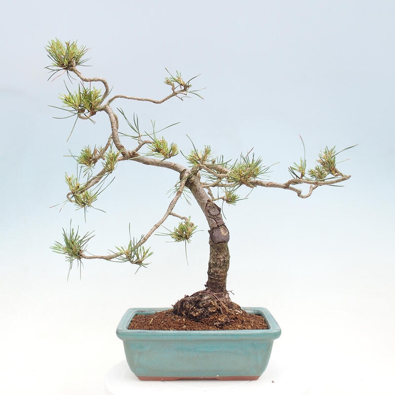 Venkovní bonsai - Pinus Sylvestris Watererri - Borovice lesní