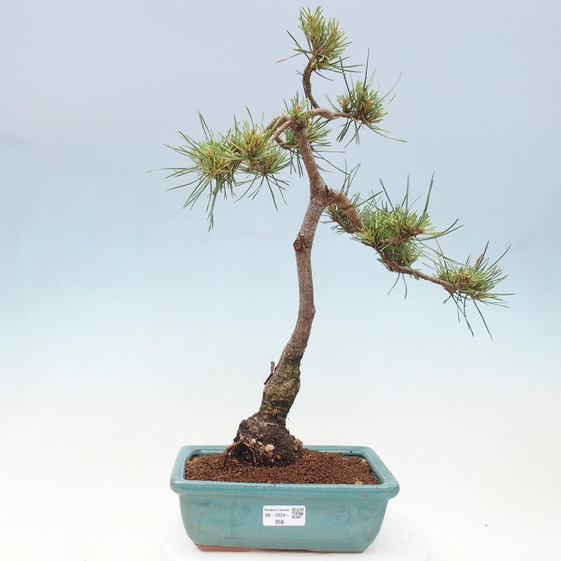 Venkovní bonsai - Pinus Sylvestris Watererri - Borovice lesní