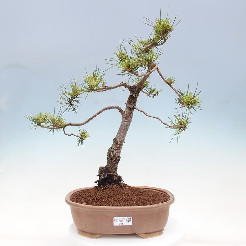 Venkovní bonsai - Pinus Sylvestris Watererri - Borovice lesní