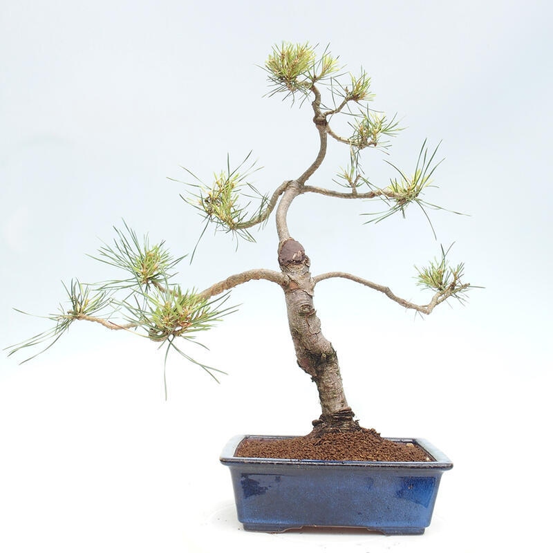 Venkovní bonsai - Pinus Sylvestris Watererri - Borovice lesní