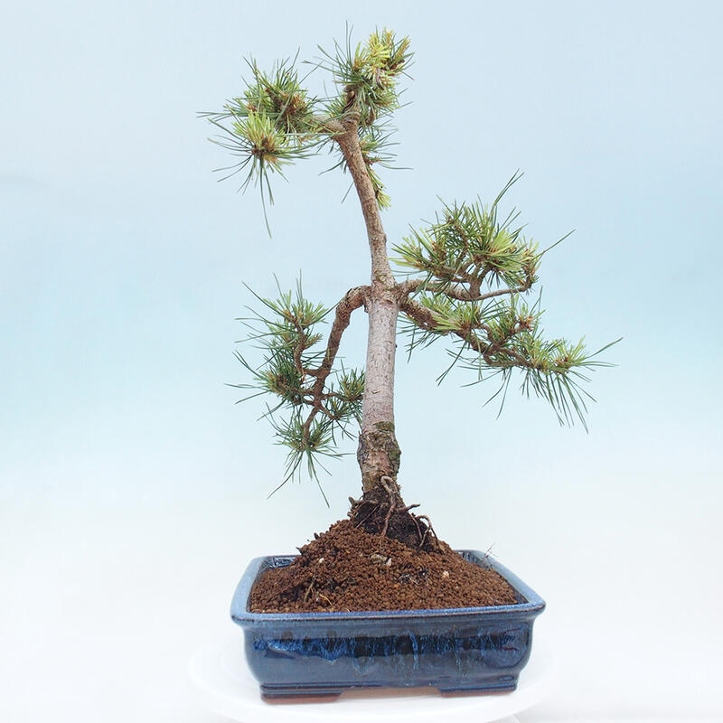 Venkovní bonsai - Pinus Sylvestris Watererri - Borovice lesní