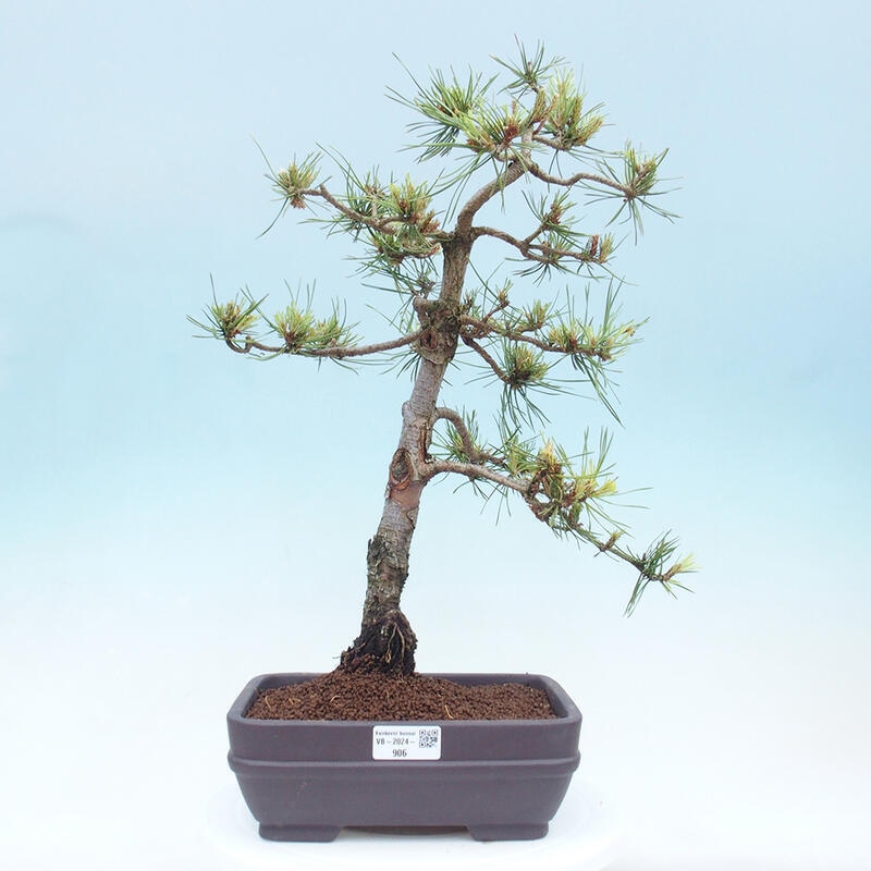 Venkovní bonsai - Pinus Sylvestris Watererri - Borovice lesní