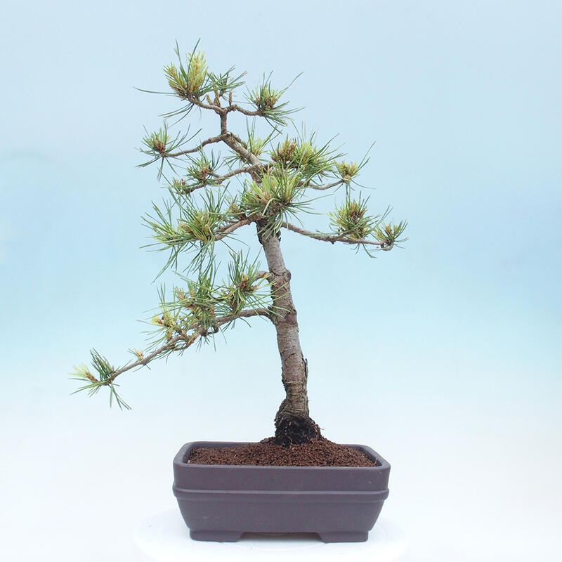 Venkovní bonsai - Pinus Sylvestris Watererri - Borovice lesní