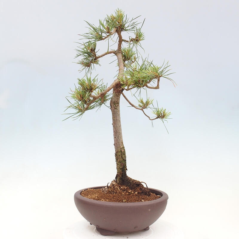 Venkovní bonsai - Pinus Sylvestris Watererri - Borovice lesní