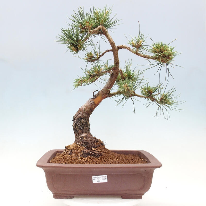 Venkovní bonsai - Pinus Sylvestris Watererri - Borovice lesní