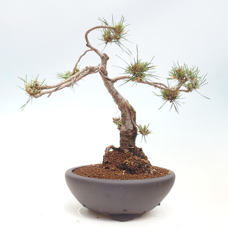 Venkovní bonsai - Pinus Sylvestris Watererri - Borovice lesní