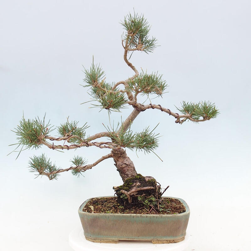 Venkovní bonsai - Pinus Sylvestris Watererri - Borovice lesní